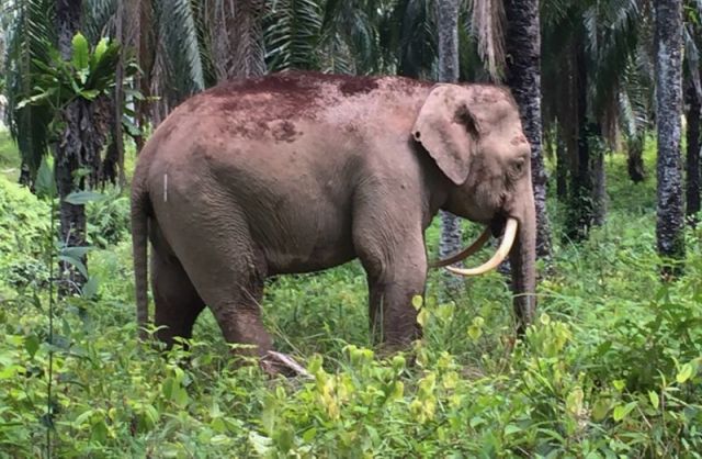 The Trunk & Tusks