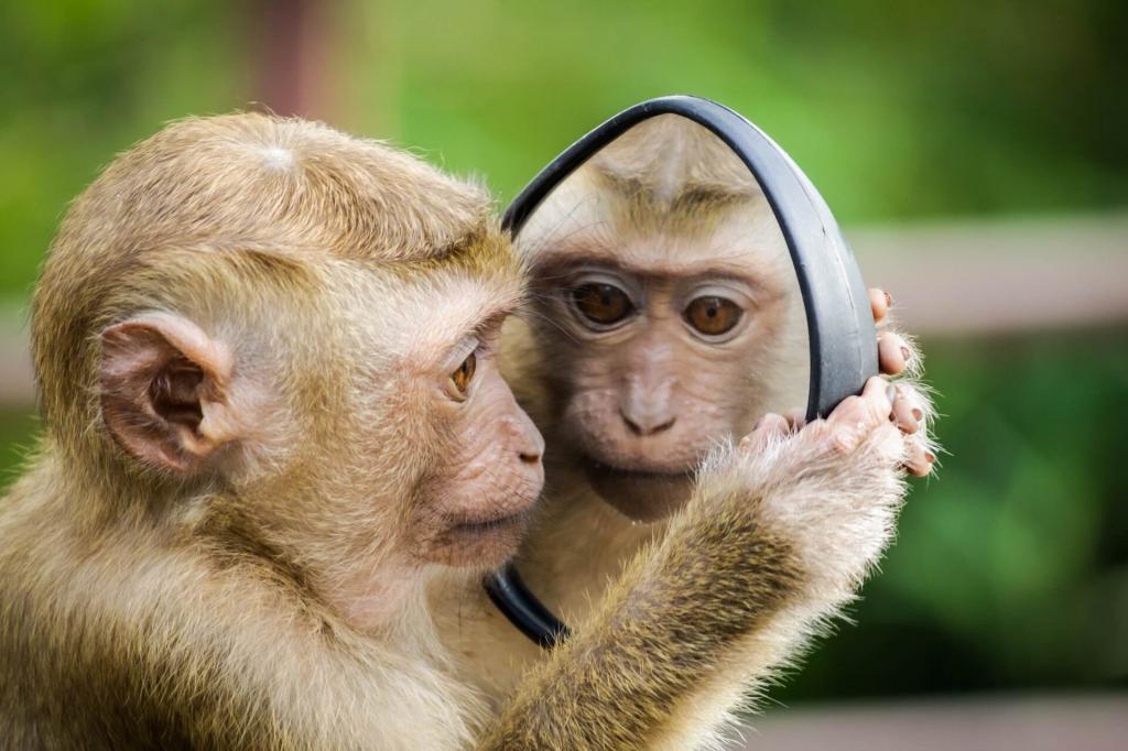 Where Can You See Monkeys?