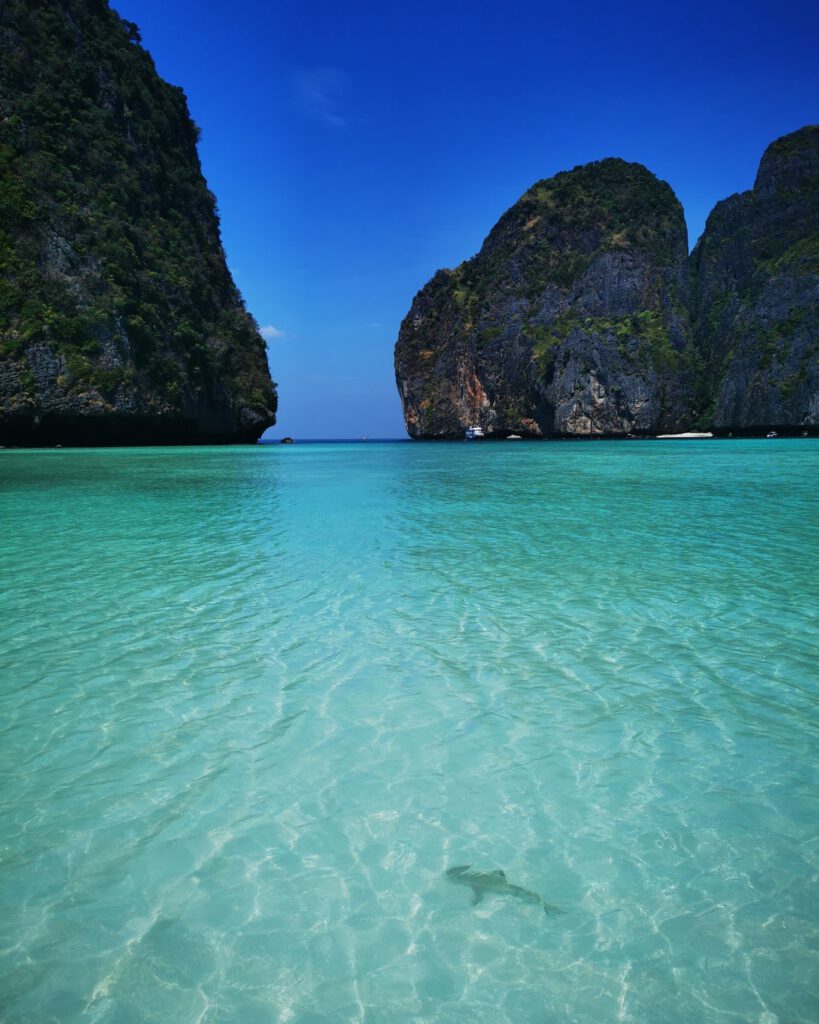 Schwarzspitzen-Riffhaie in der Maya Bay