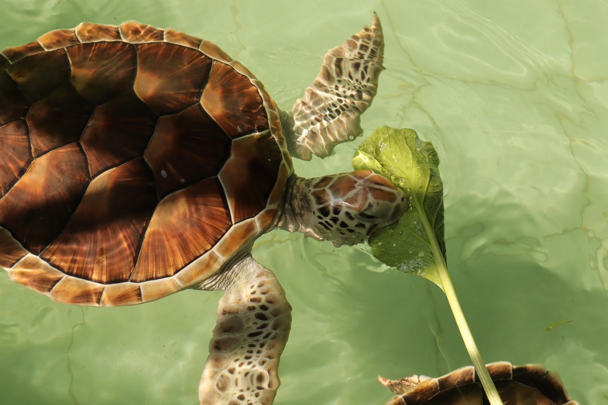 Nature Experiences & Island Serenity: The Gentle Side of Khao Lak