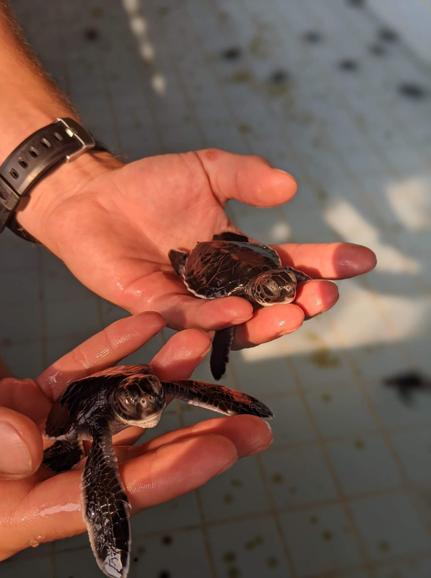 Sea Turtle Conservation