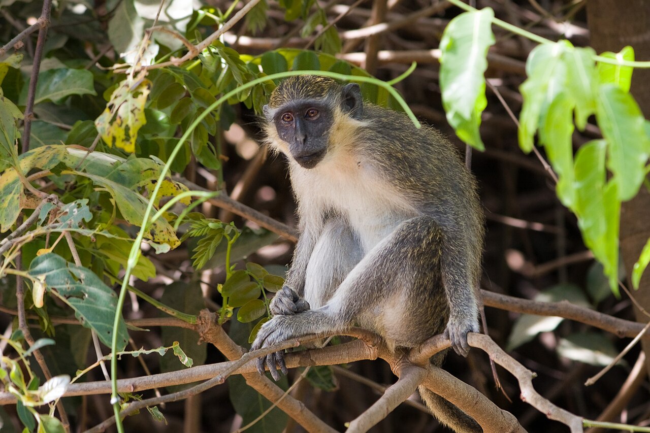 Monkey Species in the Region