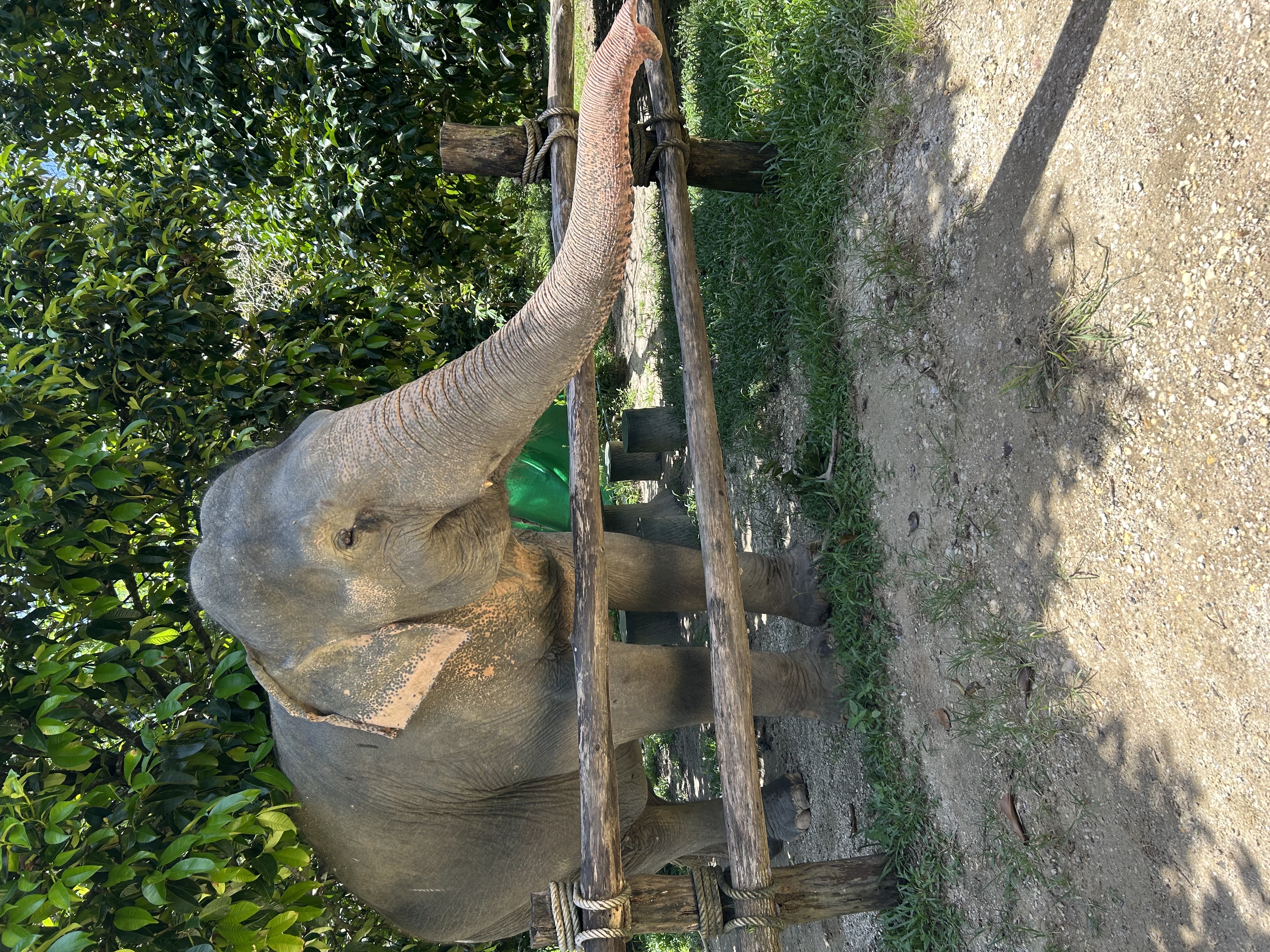 Asian and African Elephants