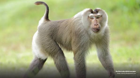 Pig-tailed Macaque
