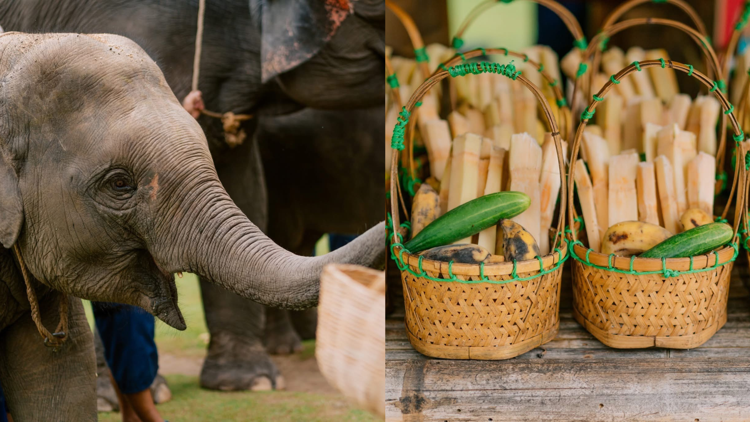 Elephant Feeding