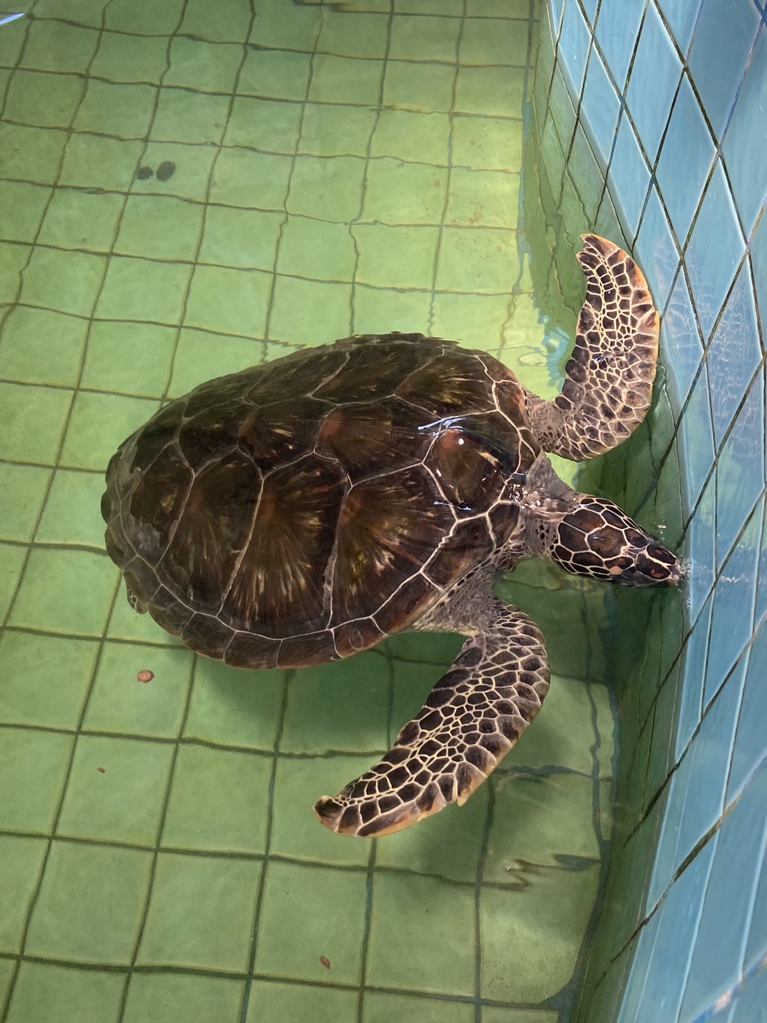 Sea Turtles