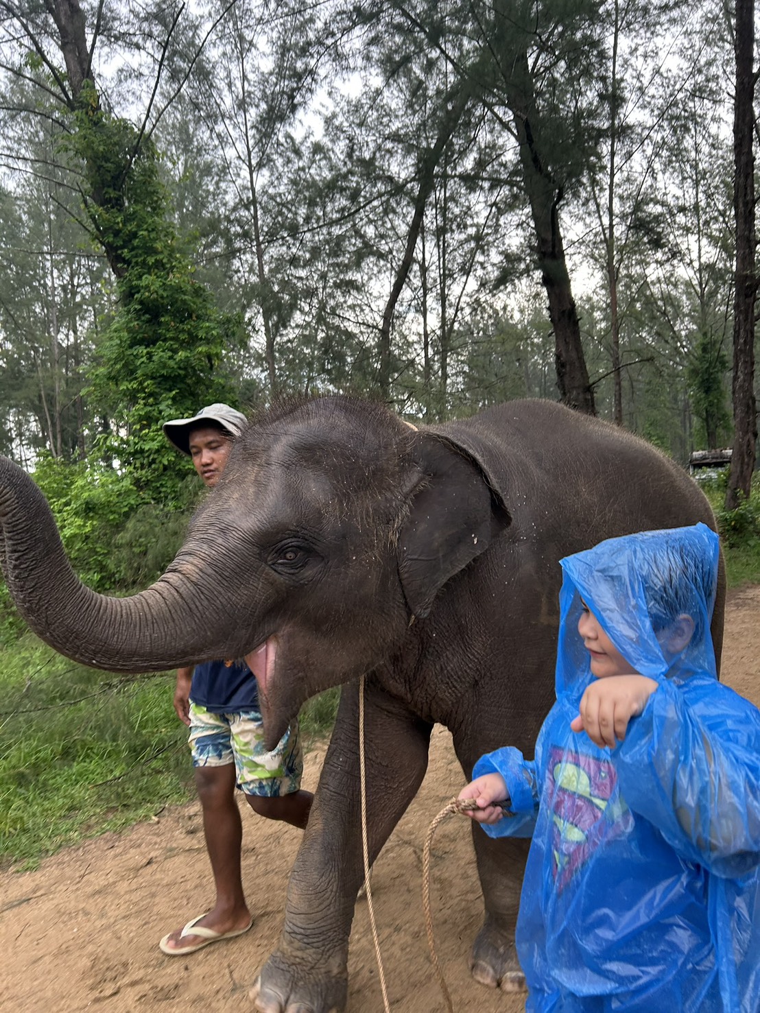 Baby Elephant Play