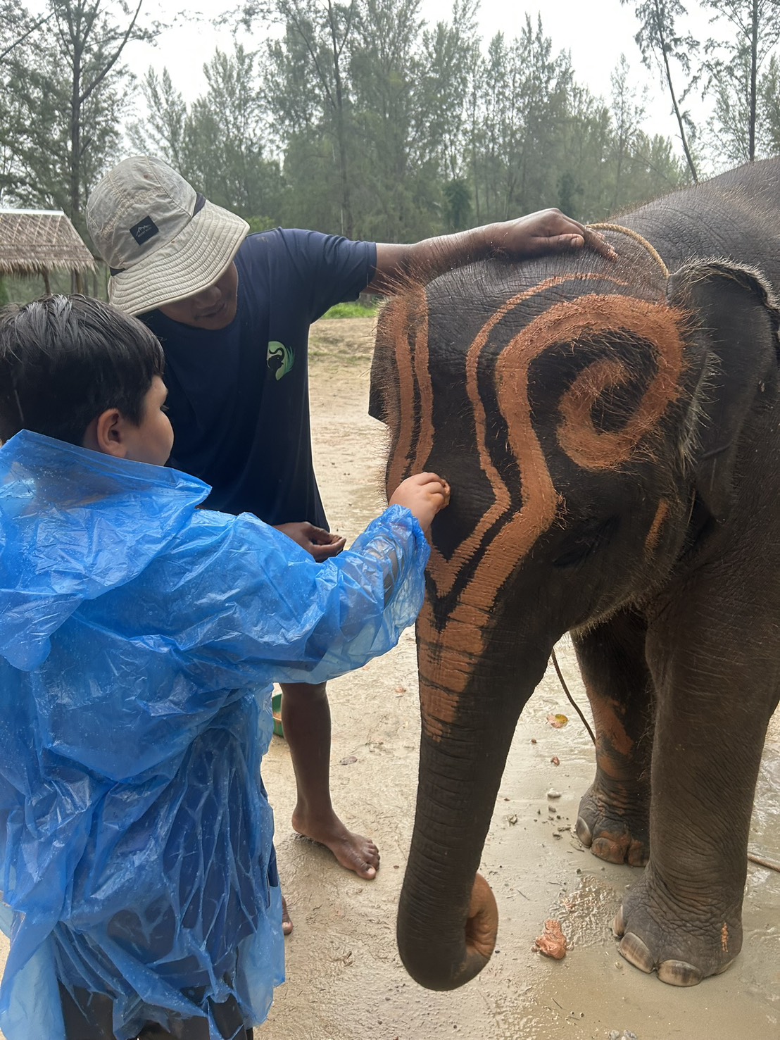 Baby Elephant Close
