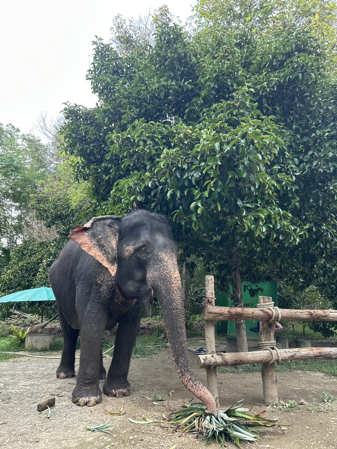 The Perfect Half-Day Tour in Khao Lak