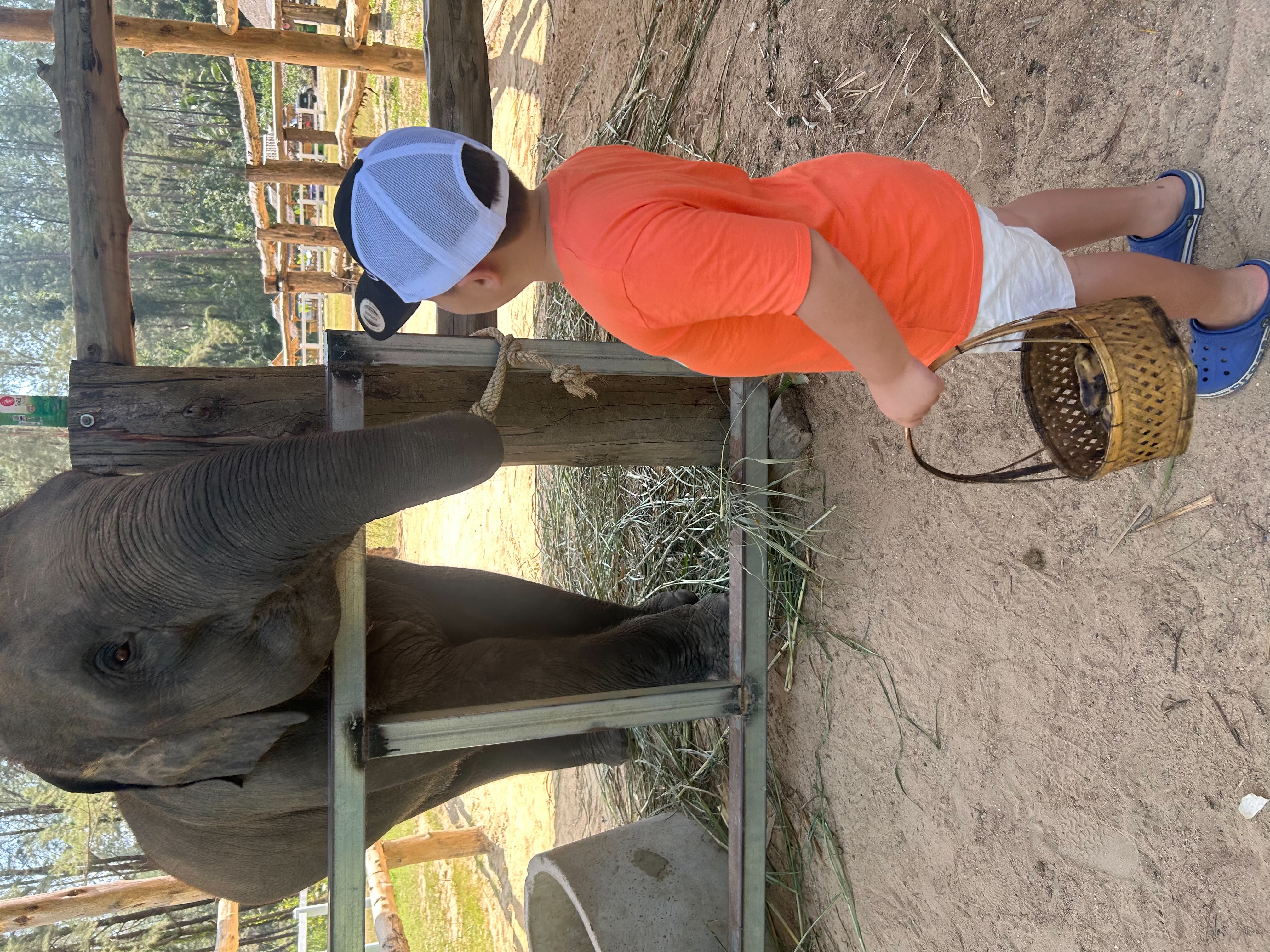 Elephants Wildlife
