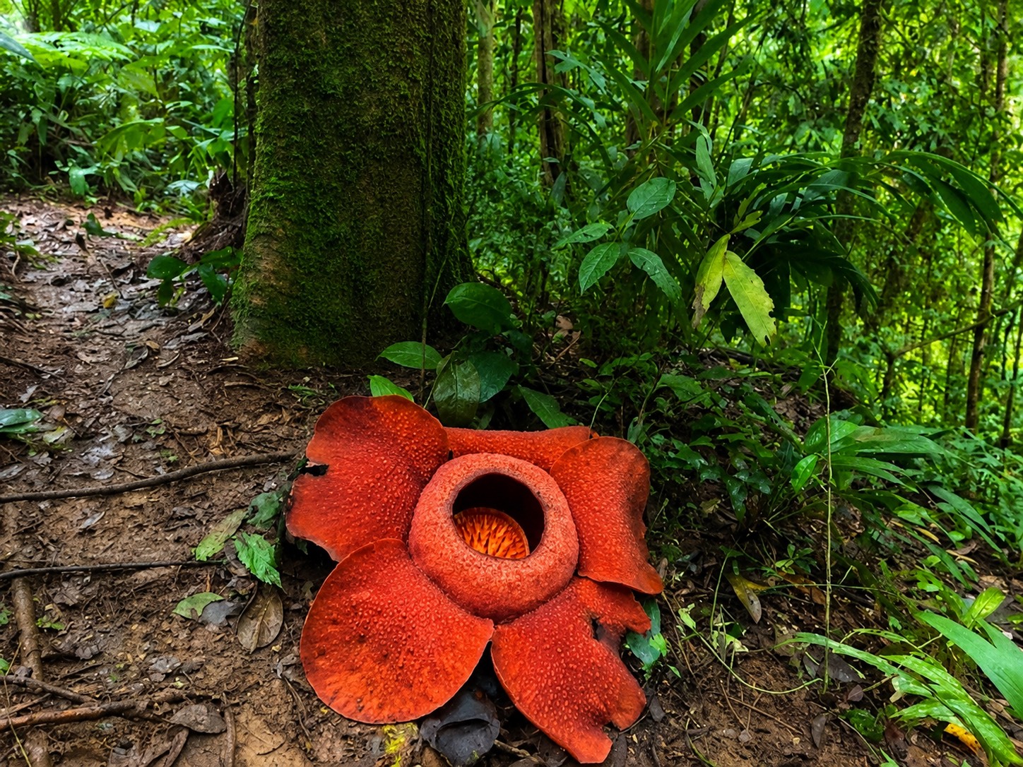 Rafflesia kerrii – The World's Largest Flower in Khao Sok National Park 