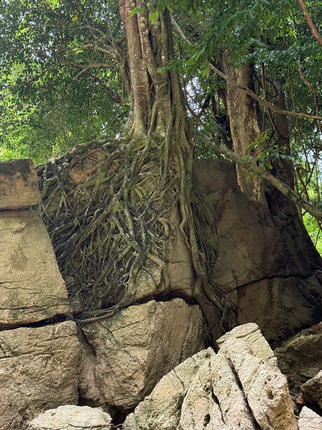Rainforest Trekking