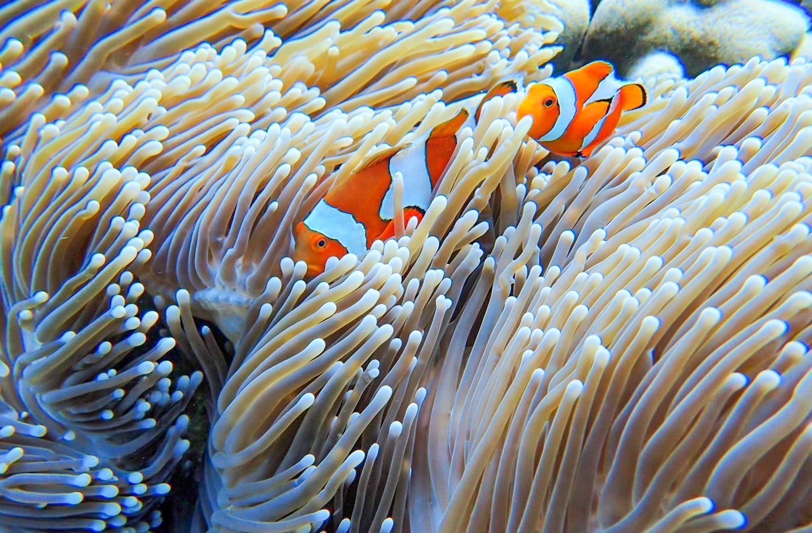 Clownfische unter der Wasseroberfläche