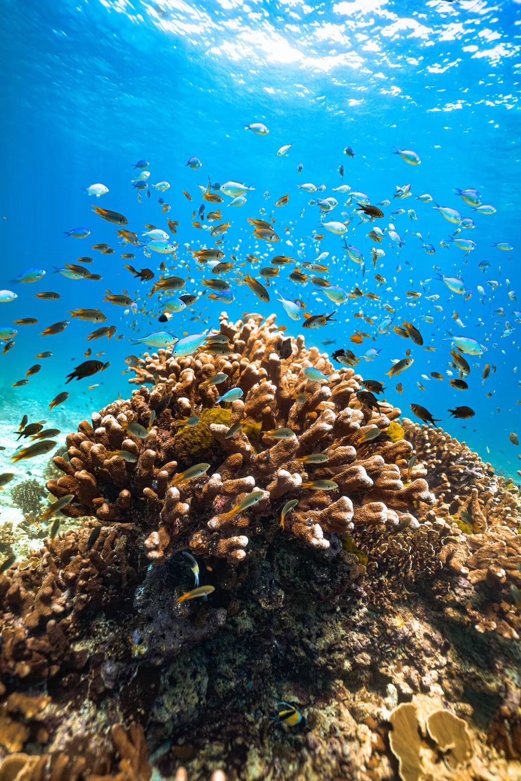 Die Unterwasserwelt der Similan-Inseln