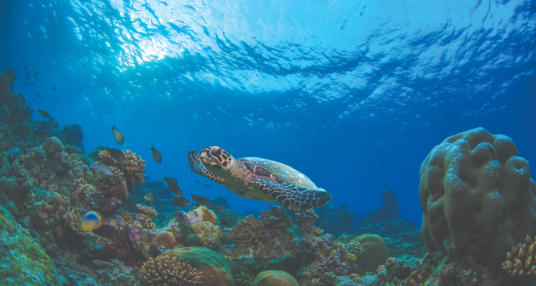 Meeresschildkröten der Similan-Inseln