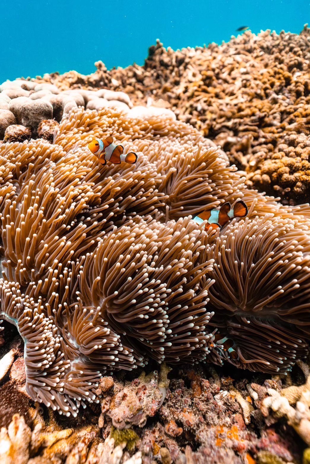 Ein kleines Dorf voller Nemos