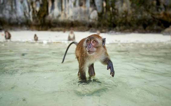 Monkey Beach on Phi Phi Don