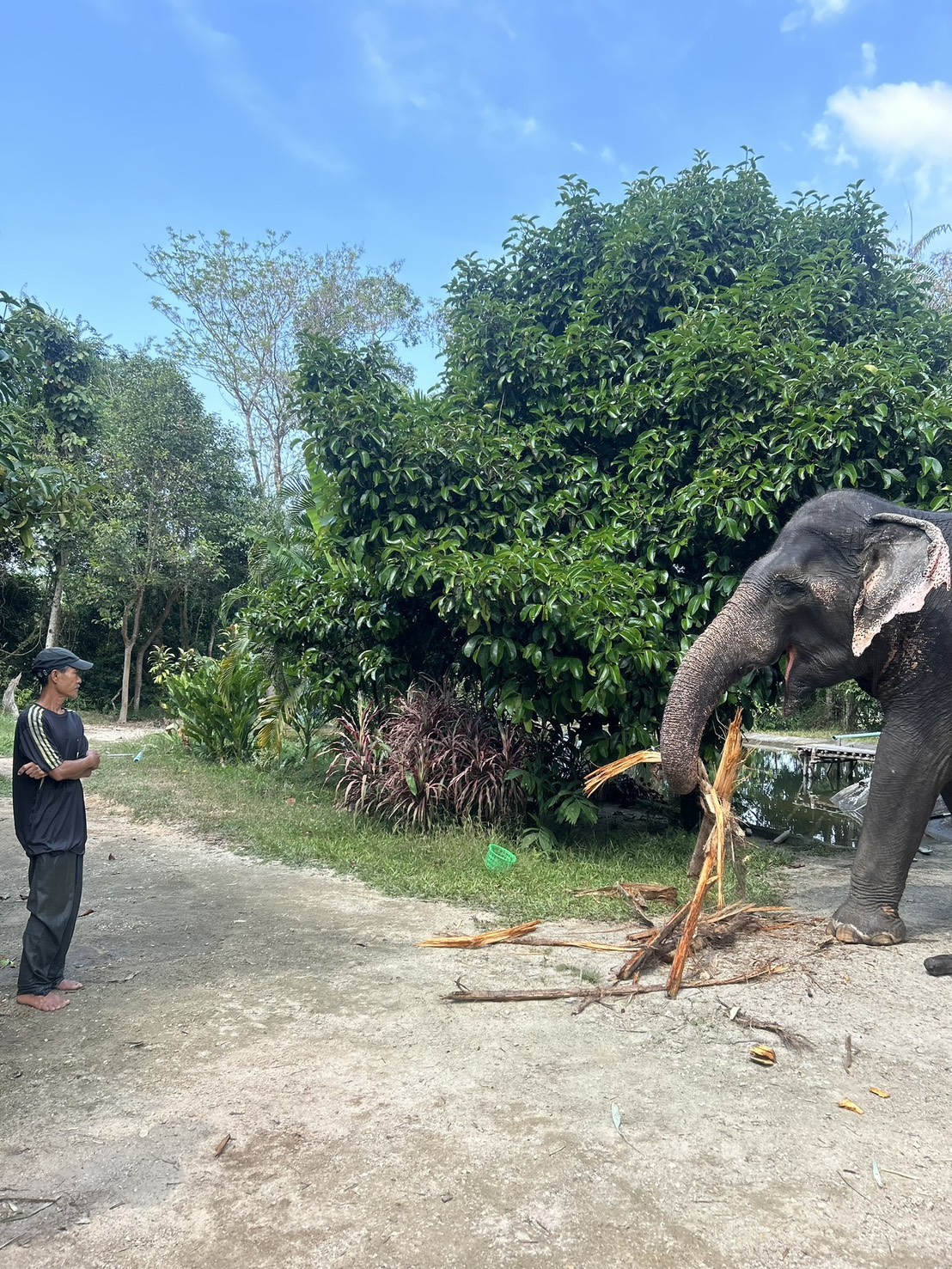Thong Dee and Her Mahout