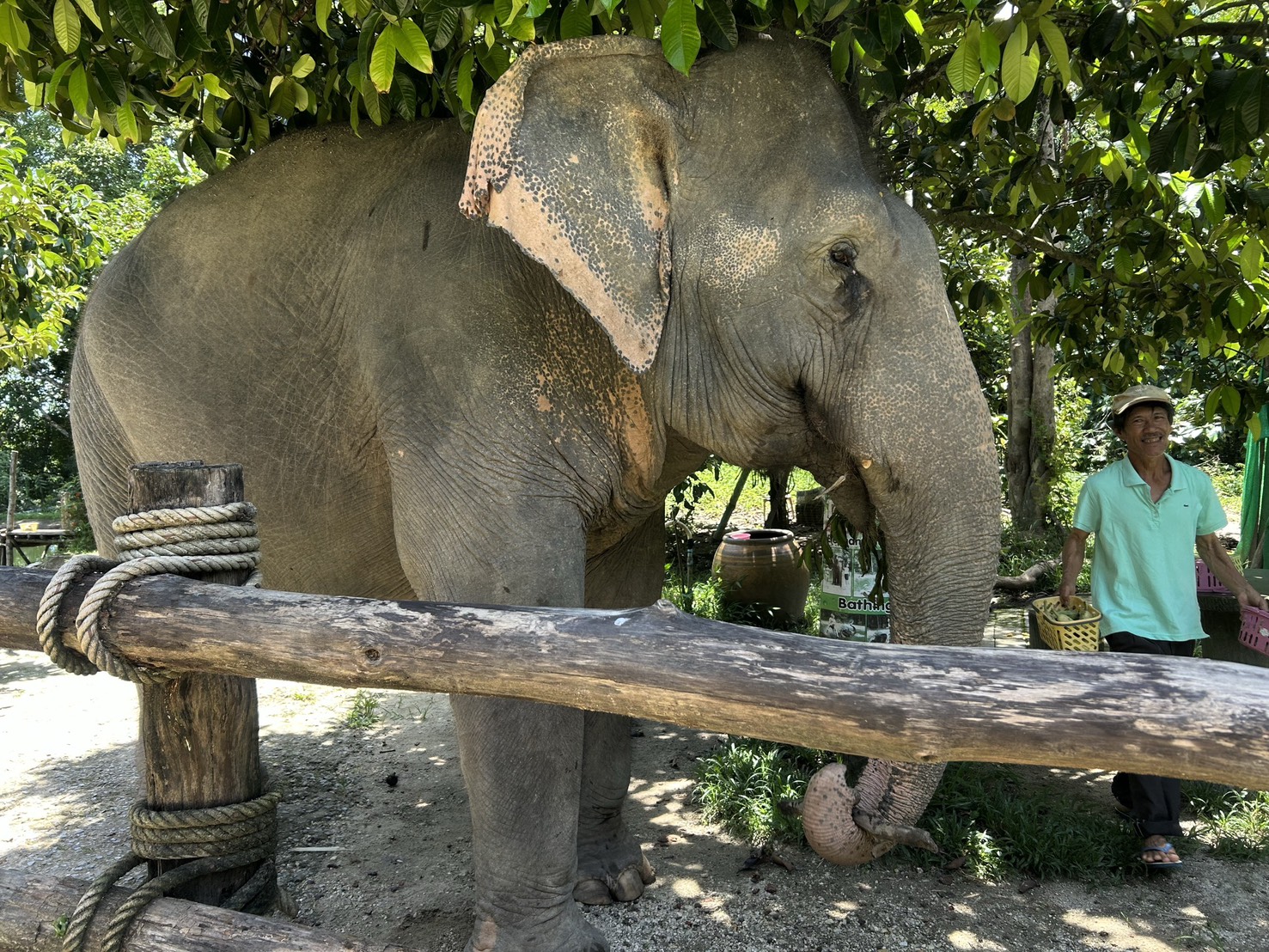 Thong Dee and Her Favourite Log