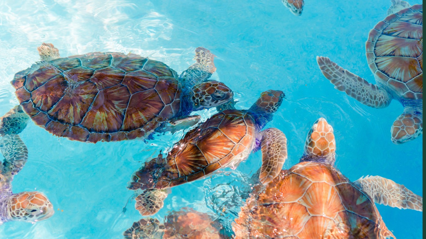 ATV & Sea Turtle Conservation Centre