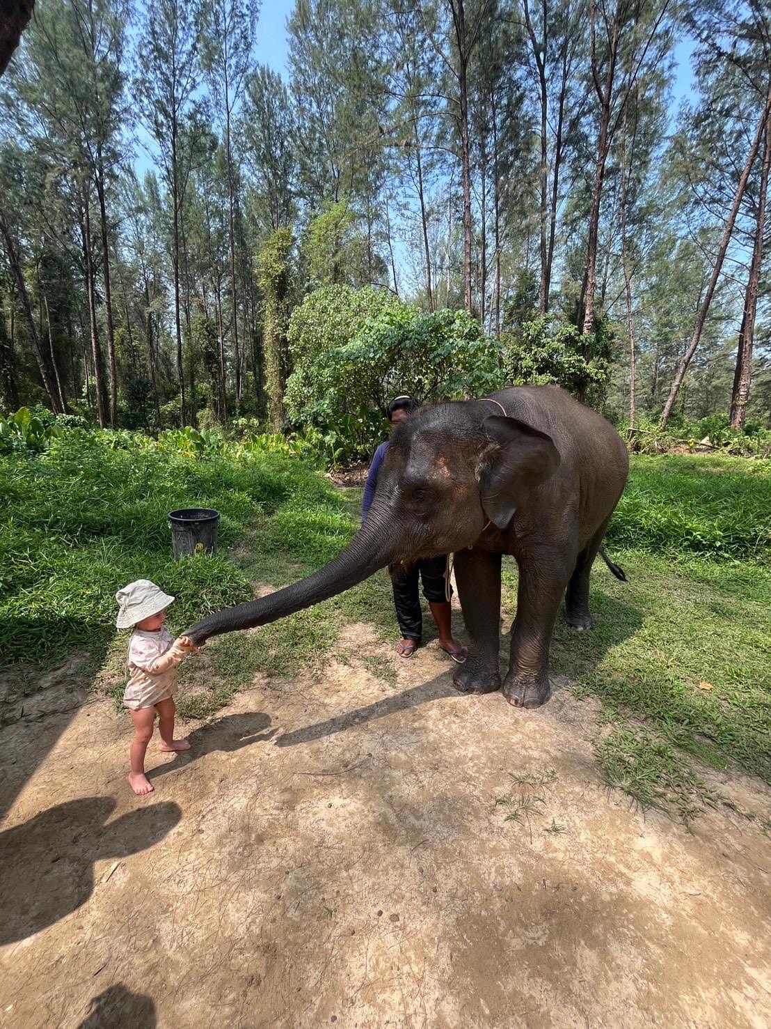 An Elephant Feeding Experience at the Elephant Home