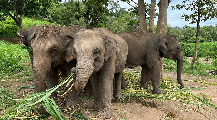 Elephant Guide: Facts, Behavior, and What to Observe