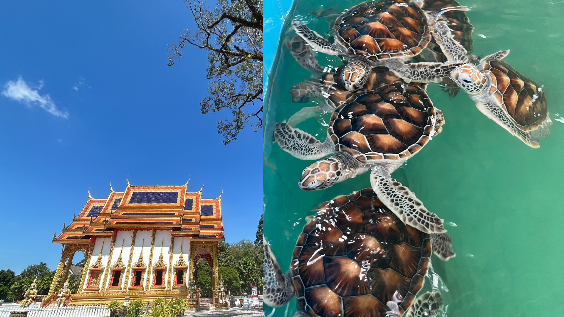 Sea Turtles Temple