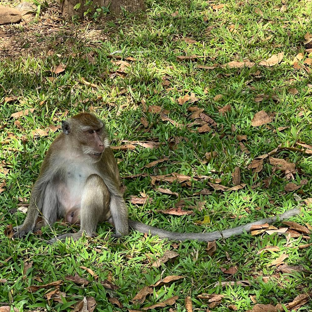 Long-tailed Macaque